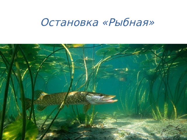 Остановка «Рыбная» 