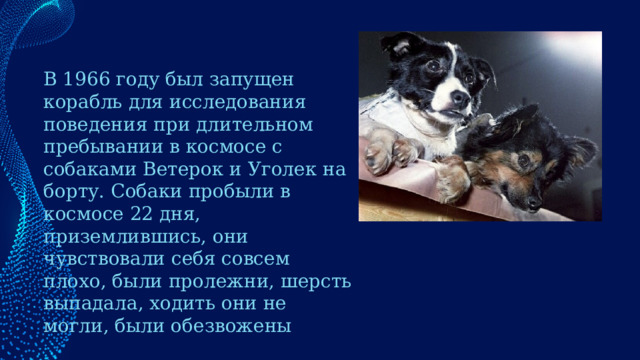 В 1966 году был запущен корабль для исследования поведения при длительном пребывании в космосе с собаками Ветерок и Уголек на борту. Собаки пробыли в космосе 22 дня, приземлившись, они чувствовали себя совсем плохо, были пролежни, шерсть выпадала, ходить они не могли, были обезвожены 
