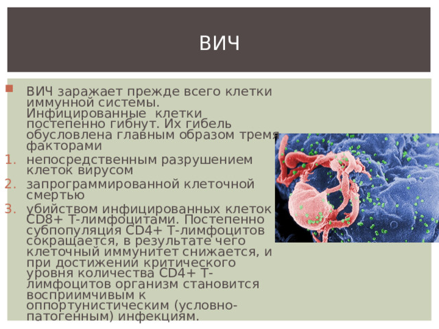 ВИЧ ВИЧ заражает прежде всего клетки иммунной системы. Инфицированные клетки постепенно гибнут. Их гибель обусловлена главным образом тремя факторами непосредственным разрушением клеток вирусом запрограммированной клеточной смертью убийством инфицированных клеток CD8+ Т-лимфоцитами. Постепенно субпопуляция CD4+ Т-лимфоцитов сокращается, в результате чего клеточный иммунитет снижается, и при достижении критического уровня количества CD4+ Т-лимфоцитов организм становится восприимчивым к оппортунистическим (условно-патогенным) инфекциям. 