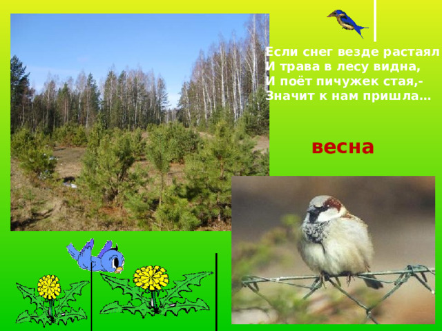 Если снег везде растаял И трава в лесу видна, И поёт пичужек стая,- Значит к нам пришла… весна 