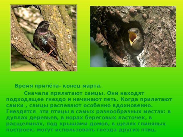 Время прилёта- конец марта.  Сначала прилетают самцы. Они находят подходящее гнездо и начинают петь. Когда прилетают самки , самцы распевают особенно вдохновенно. Гнездятся эти птицы в самых разнообразных местах: в дуплах деревьев, в норах береговых ласточек, в расщелинах, под крышами домов, в щелях глиняных построек, могут использовать гнезда других птиц.  