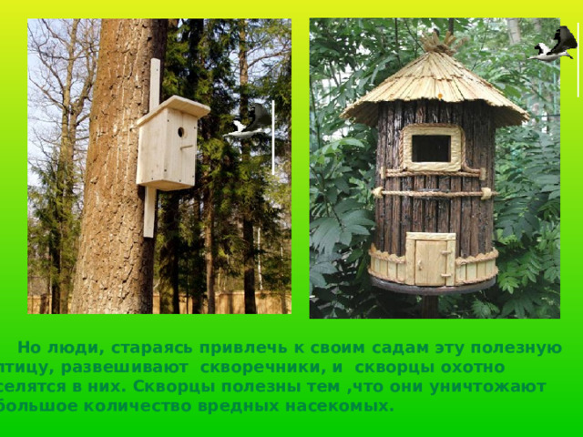  Но люди, стараясь привлечь к своим садам эту полезную  птицу, развешивают скворечники, и скворцы охотно  селятся в них. Скворцы полезны тем ,что они уничтожают  большое количество вредных насекомых.  