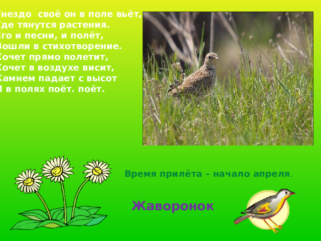 Гнездо своё он в поле вьёт, Где тянутся растения. Его и песни, и полёт, Вошли в стихотворение. Хочет прямо полетит, Хочет в воздухе висит, Камнем падает с высот И в полях поёт. поёт. Время прилёта – начало апреля . Жаворонок 