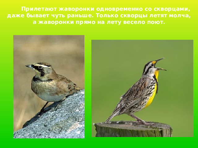  Прилетают жаворонки одновременно со скворцами,  даже бывает чуть раньше. Только скворцы летят молча, а жаворонки прямо на лету весело поют. 