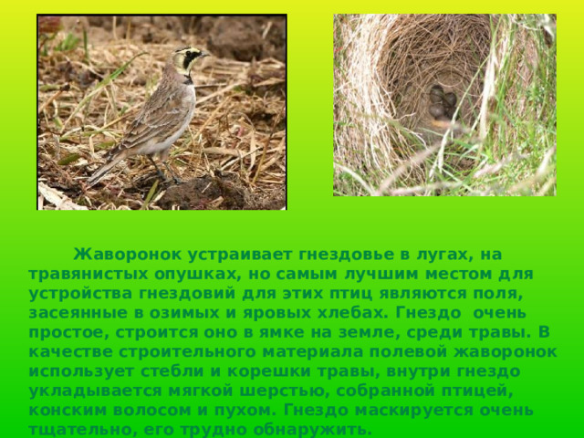  Жаворонок устраивает гнездовье в лугах, на травянистых опушках, но самым лучшим местом для устройства гнездовий для этих птиц являются поля, засеянные в озимых и яровых хлебах. Гнездо очень простое, строится оно в ямке на земле, среди травы. В качестве строительного материала полевой жаворонок использует стебли и корешки травы, внутри гнездо укладывается мягкой шерстью, собранной птицей, конским волосом и пухом. Гнездо маскируется очень тщательно, его трудно обнаружить.  