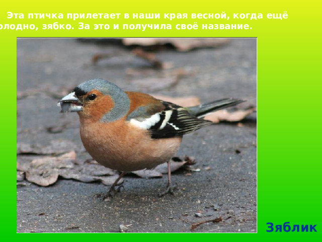  Эта птичка прилетает в наши края весной, когда ещё холодно, зябко. За это и получила своё название. Зяблик  