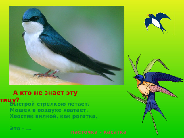  А кто не знает эту птицу? Быстрой стрелкою летает,  Мошек в воздухе хватает.  Хвостик вилкой, как рогатка,  Это – ... ласточка - касатка 