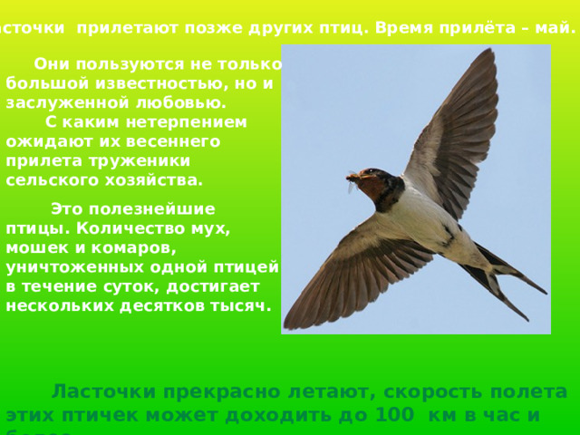 Ласточки прилетают позже других птиц. Время прилёта – май.  Они пользуются не только большой известностью, но и заслуженной любовью.  С каким нетерпением ожидают их весеннего прилета труженики сельского хозяйства.  Это полезнейшие птицы. Количество мух, мошек и комаров, уничтоженных одной птицей в течение суток, достигает нескольких десятков тысяч.  Ласточки прекрасно летают, скорость полета этих птичек может доходить до 100 км в час и более.  
