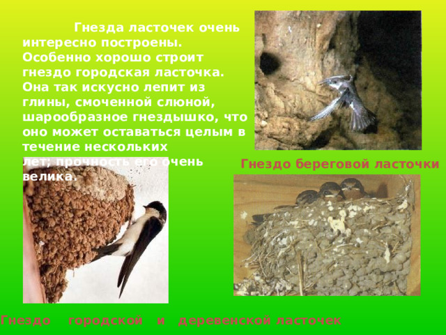  Гнезда ласточек очень интересно построены. Особенно хорошо строит гнездо городская ласточка. Она так искусно лепит из глины, смоченной слюной, шарообразное гнездышко, что оно может оставаться целым в течение нескольких лет; прочность его очень велика. Гнездо береговой ласточки Гнездо городской  и деревенской ласточек 