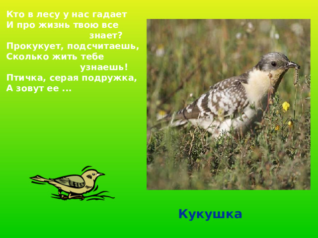  Кто в лесу у нас гадает  И про жизнь твою все  знает?  Прокукует, подсчитаешь,  Сколько жить тебе  узнаешь!  Птичка, серая подружка,  А зовут ее ...  Кукушка 