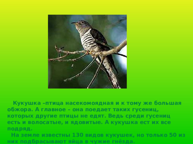   Кукушка –птица  насекомоядная и  к тому же большая обжора. А главное – она поедает таких гусениц, которых другие птицы не  едят. Ведь среди гусениц есть и волосатые, и ядовитые. А кукушка ест их все подряд.  На земле известны 130 видов кукушек, но только 50 из них подбрасывают яйца в чужие гнёзда .  