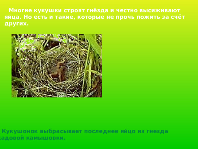  Многие кукушки строят гнёзда и честно высиживают яйца. Но есть и такие, которые не прочь пожить за счёт других.  Кукушонок выбрасывает последнее яйцо из гнезда  садовой камышовки. 