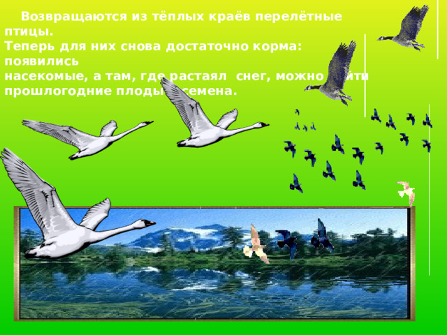  Возвращаются из тёплых краёв перелётные птицы. Теперь для них снова достаточно корма: появились насекомые, а там, где растаял снег, можно найти прошлогодние плоды и семена. 
