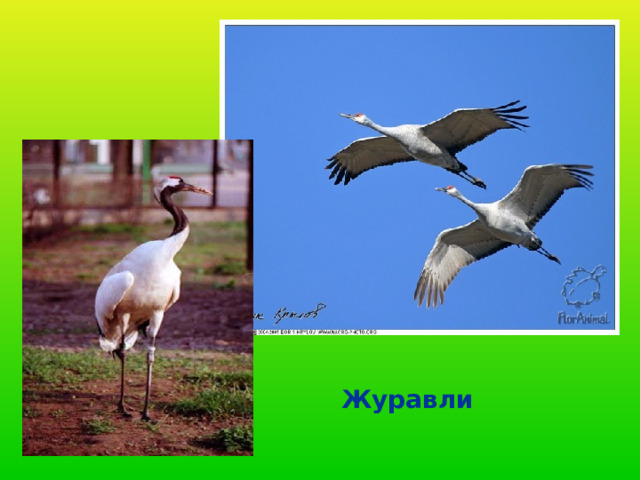 Журавли 