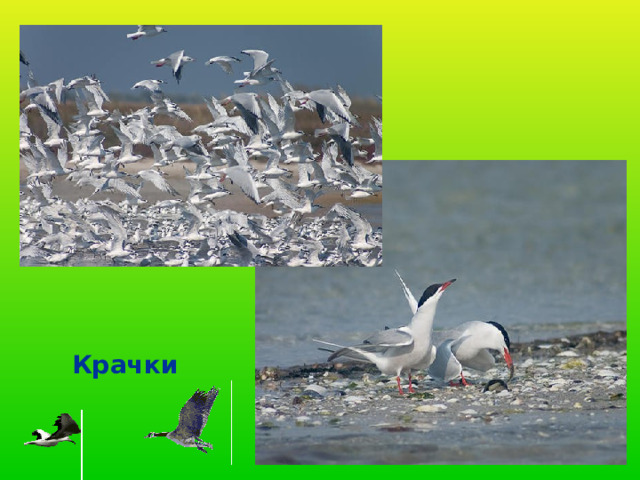 Крачки 