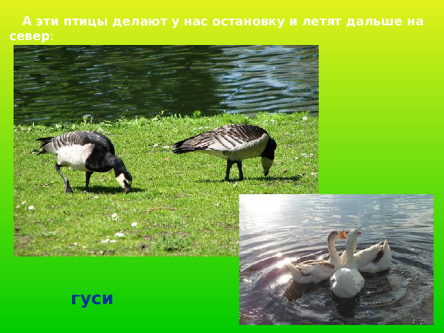  А эти птицы делают у нас остановку и летят дальше на север : гуси 
