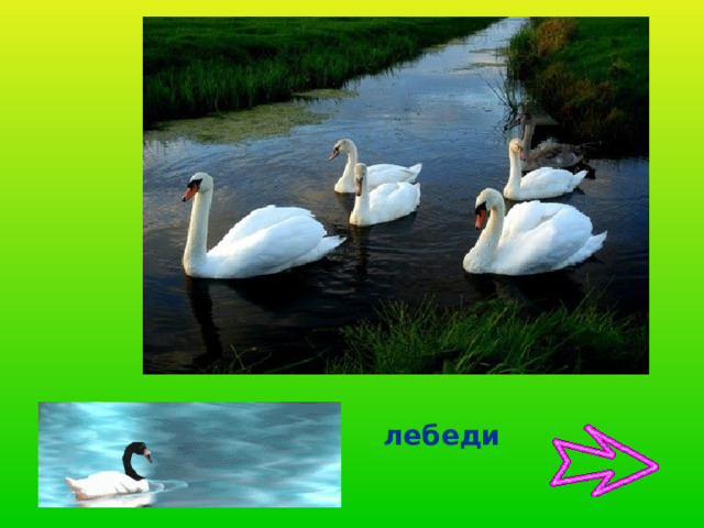 лебеди 