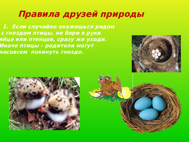 Правила друзей природы  1. Если случайно окажешься рядом  с гнездом птицы, не бери в руки яйца или птенцов, сразу же уходи. Иначе птицы – родители могут насовсем покинуть гнездо. 