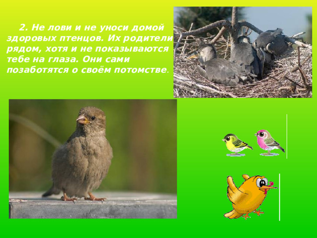  2. Не лови и не уноси домой здоровых птенцов. Их родители рядом, хотя и не показываются тебе на глаза. Они сами позаботятся о своём потомстве .  