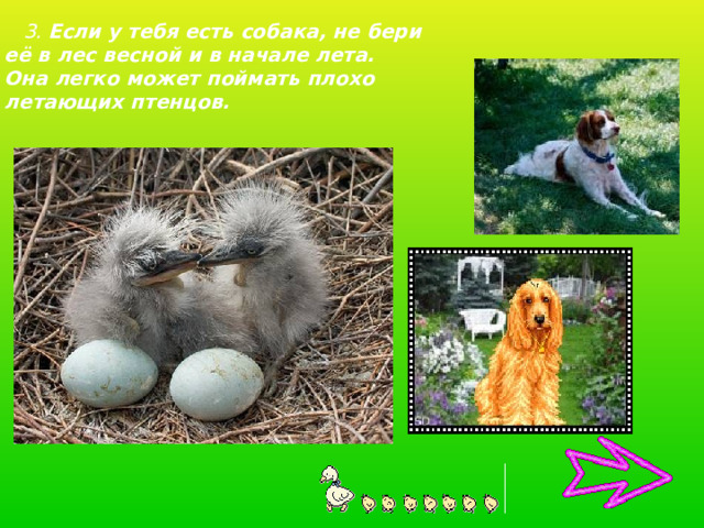  3. Если у тебя есть собака, не бери её в лес весной и в начале лета. Она легко может поймать плохо летающих птенцов. 