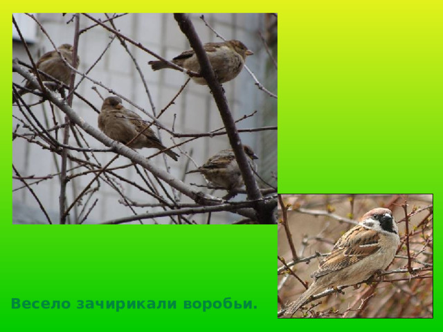 Весело зачирикали воробьи. 