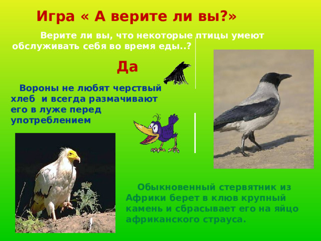 Игра « А верите ли вы?»  Верите ли вы, что некоторые птицы умеют обслуживать себя во время еды..? Да  Вороны не любят черствый хлеб и всегда размачивают его в луже перед употреблением  Обыкновенный стервятник из Африки берет в клюв крупный камень и сбрасывает его на яйцо африканского страуса.  