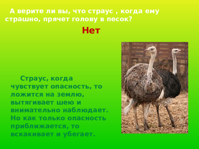  А верите ли вы, что страус , когда ему страшно, прячет голову в песок? Нет    Страус,  когда чувствует опасность, то ложится на землю, вытягивает шею и внимательно наблюдает. Но как только опасность приближается, то вскакивает и убегает. 