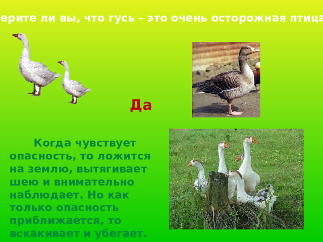 Верите ли вы, что гусь – это очень осторожная птица? Да  Когда чувствует опасность, то ложится на землю, вытягивает шею и внимательно наблюдает. Но как только опасность приближается, то вскакивает и убегает. 