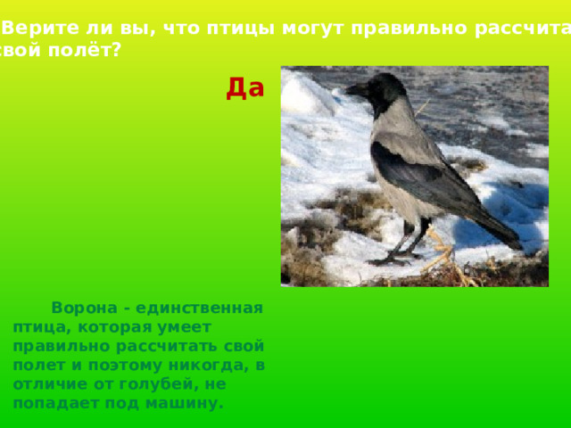  Верите ли вы, что птицы могут правильно рассчитать  свой полёт? Да  Ворона - единственная птица, которая умеет правильно рассчитать свой полет и поэтому никогда, в отличие от голубей, не попадает под машину.  