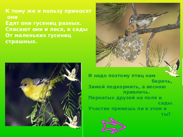 К тому же и пользу приносят они Едят они гусениц разных. Спасают они и леса, и сады От маленьких гусениц стра шных. И надо поэтому птиц нам  беречь, Зимой подкормить, а весною      привлечь. Пернатых друзей на поля и  сады. Участие примешь ли в этом и  ты? 