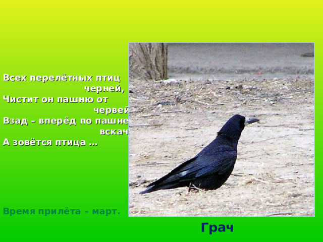  Всех перелётных птиц  черней, Чистит он пашню от  червей. Взад – вперёд по пашне  вскачь. А зовётся птица … Время прилёта – март. Грач 