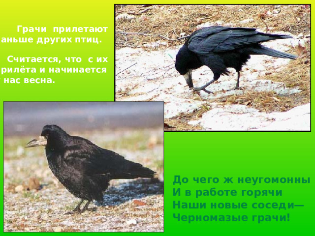  Грачи прилетают раньше других птиц.  Считается, что с их прилёта и начинается у нас весна. До чего ж неугомонны И в работе горячи Наши новые соседи— Черномазые грачи! 