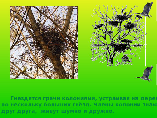  Гнездятся грачи колониями, устраивая на деревьях  по нескольку больших гнёзд. Члены колонии знают  друг друга, живут шумно и дружно . 