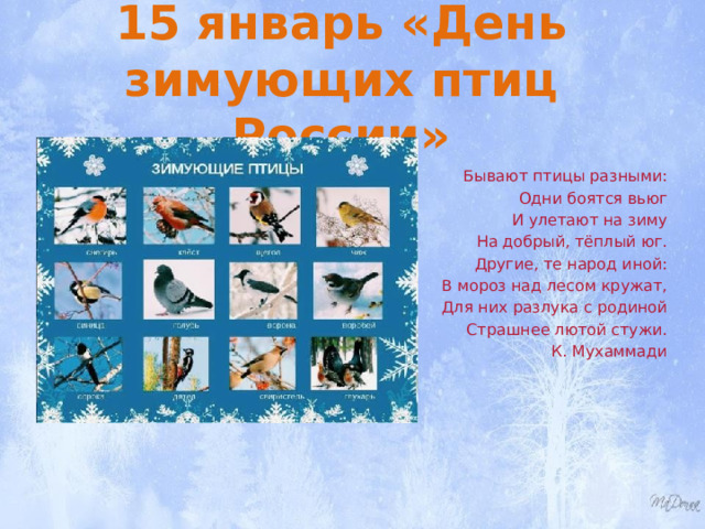 15 январь «День зимующих птиц России» Бывают птицы разными: Одни боятся вьюг И улетают на зиму На добрый, тёплый юг. Другие, те народ иной: В мороз над лесом кружат, Для них разлука с родиной Страшнее лютой стужи. К. Мухаммади 