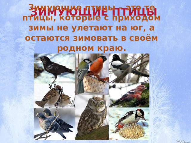 Зимующие птицы Зимующие птицы – это те птицы, которые с приходом зимы не улетают на юг, а остаются зимовать в своём родном краю. 