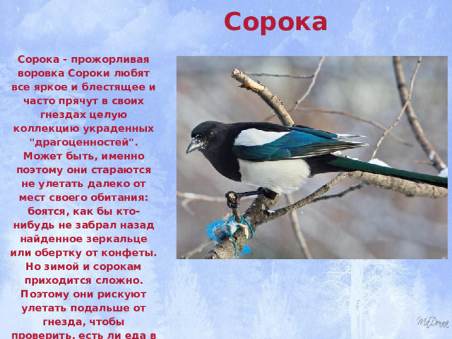 Сорока Сорока - прожорливая воровка Сороки любят все яркое и блестящее и часто прячут в своих гнездах целую коллекцию украденных 