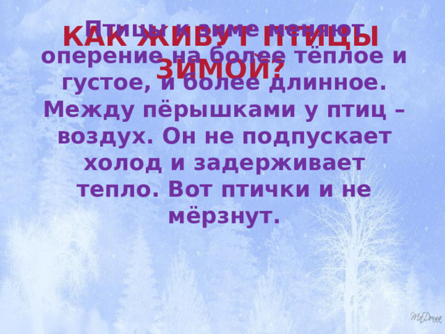 Как живут птицы зимой? Птицы к зиме меняют оперение на более тёплое и густое, и более длинное. Между пёрышками у птиц – воздух. Он не подпускает холод и задерживает тепло. Вот птички и не мёрзнут. 
