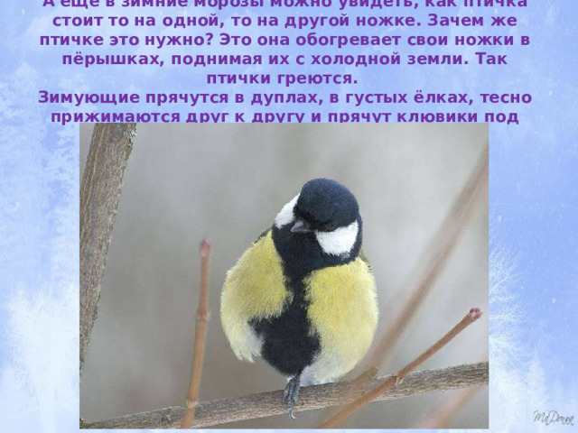 А ещё в зимние морозы можно увидеть, как птичка стоит то на одной, то на другой ножке. Зачем же птичке это нужно? Это она обогревает свои ножки в пёрышках, поднимая их с холодной земли. Так птички греются.  Зимующие прячутся в дуплах, в густых ёлках, тесно прижимаются друг к другу и прячут клювики под крылышки для тепла. 