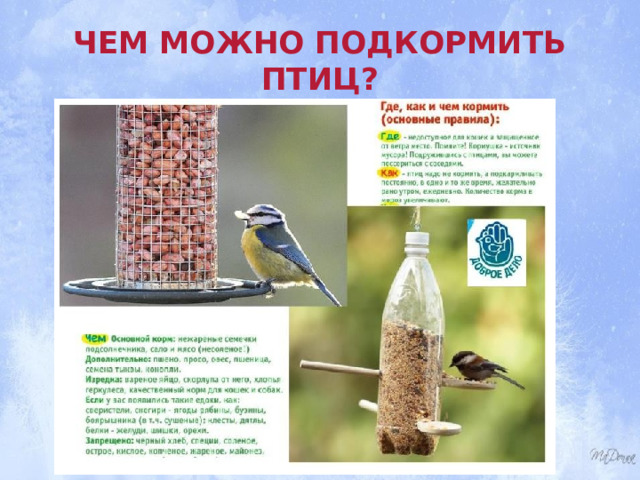 ЧЕМ МОЖНО ПОДКОРМИТЬ ПТИЦ? 