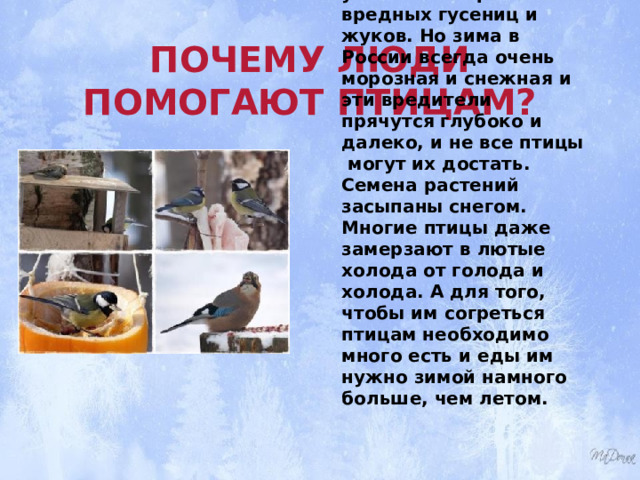 Почему люди помогают птицам? Птицы приносят большую пользу природе – они уничтожают разных вредных гусениц и жуков. Но зима в России всегда очень морозная и снежная и эти вредители прячутся глубоко и далеко, и не все птицы могут их достать. Семена растений засыпаны снегом. Многие птицы даже замерзают в лютые холода от голода и холода. А для того, чтобы им согреться птицам необходимо много есть и еды им нужно зимой намного больше, чем летом. 