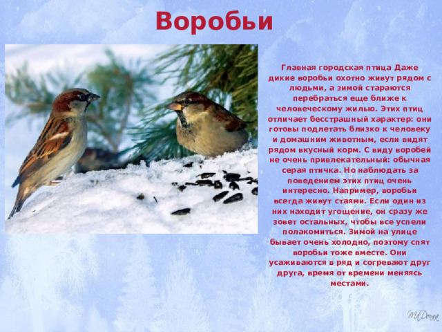 Воробьи  Главная городская птица Даже дикие воробьи охотно живут рядом с людьми, а зимой стараются перебраться еще ближе к человеческому жилью. Этих птиц отличает бесстрашный характер: они готовы подлетать близко к человеку и домашним животным, если видят рядом вкусный корм. С виду воробей не очень привлекательный: обычная серая птичка. Но наблюдать за поведением этих птиц очень интересно. Например, воробьи всегда живут стаями. Если один из них находит угощение, он сразу же зовет остальных, чтобы все успели полакомиться. Зимой на улице бывает очень холодно, поэтому спят воробьи тоже вместе. Они усаживаются в ряд и согревают друг друга, время от времени меняясь местами. 