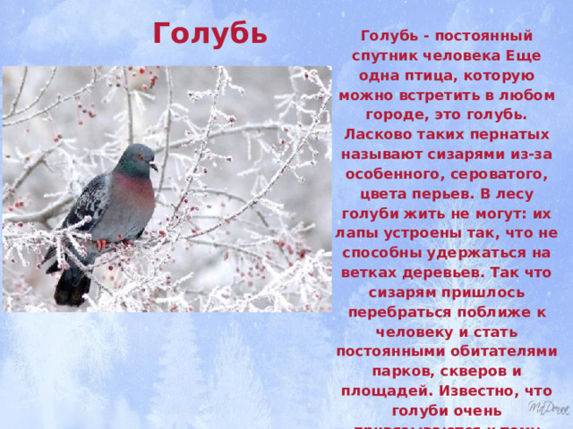 Голубь Голубь - постоянный спутник человека Еще одна птица, которую можно встретить в любом городе, это голубь. Ласково таких пернатых называют сизарями из-за особенного, сероватого, цвета перьев. В лесу голуби жить не могут: их лапы устроены так, что не способны удержаться на ветках деревьев. Так что сизарям пришлось перебраться поближе к человеку и стать постоянными обитателями парков, скверов и площадей. Известно, что голуби очень привязываются к тому месту, где они живут. Поэтому даже в самые сильные холода эти птицы не двигаются с привычных мест. Тем важнее подкармливать их, чтобы бедных пернатых зимой не мучил голод. 