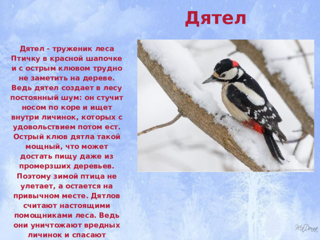 Дятел  Дятел - труженик леса Птичку в красной шапочке и с острым клювом трудно не заметить на дереве. Ведь дятел создает в лесу постоянный шум: он стучит носом по коре и ищет внутри личинок, которых с удовольствием потом ест. Острый клюв дятла такой мощный, что может достать пищу даже из промерзших деревьев. Поэтому зимой птица не улетает, а остается на привычном месте. Дятлов считают настоящими помощниками леса. Ведь они уничтожают вредных личинок и спасают деревья. Частыми спутниками дятлов становятся шустрые синички. Они ждут, когда жучок или червячок упадет с дерева, и тут же его съедают. 