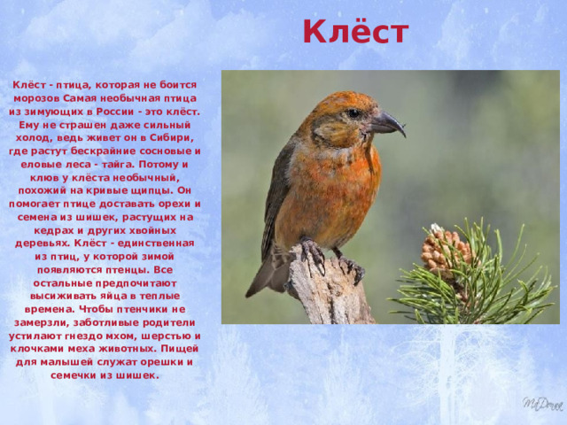 Клёст  Клёст - птица, которая не боится морозов Самая необычная птица из зимующих в России - это клёст. Ему не страшен даже сильный холод, ведь живет он в Сибири, где растут бескрайние сосновые и еловые леса - тайга. Потому и клюв у клёста необычный, похожий на кривые щипцы. Он помогает птице доставать орехи и семена из шишек, растущих на кедрах и других хвойных деревьях. Клёст - единственная из птиц, у которой зимой появляются птенцы. Все остальные предпочитают высиживать яйца в теплые времена. Чтобы птенчики не замерзли, заботливые родители устилают гнездо мхом, шерстью и клочками меха животных. Пищей для малышей служат орешки и семечки из шишек.  