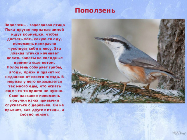 Поползень   Поползень - запасливая птица Пока другие пернатые зимой ищут кормушки, чтобы достать хоть какую-то еду, поползень прекрасно чувствует себя в лесу. Эта ловкая птичка начинает делать запасы на холодные времена еще летом. Поползень собирает грибы, ягоды, орехи и прячет их недалеко от своего гнезда. В морозы у него оказывается так много еды, что искать еще что-то просто не нужно. Свое название поползень получил из-за привычки спускаться с деревьев. Он не прыгает, как другие птицы, а словно ползет. 
