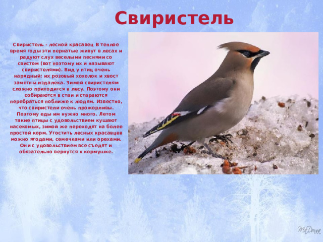 Свиристель  Свиристель - лесной красавец В теплое время годы эти пернатые живут в лесах и радуют слух веселыми песнями со свистом (вот поэтому их и называют свиристелями). Вид у птиц очень нарядный: их розовый хохолок и хвост заметны издалека. Зимой свиристелям сложно приходится в лесу. Поэтому они собираются в стаи и стараются перебраться поближе к людям. Известно, что свиристели очень прожорливы. Поэтому еды им нужно много. Летом такие птицы с удовольствием кушают насекомых, зимой же переходят на более простой корм. Угостить лесных красавцев можно ягодами, семечками или орехами. Они с удовольствием все съедят и обязательно вернутся к кормушке. 