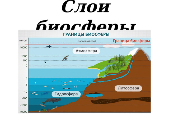 Слои биосферы 