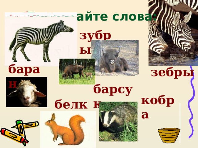зебра Прочитайте слова: зубры баран зебры барсук кобра белка 
