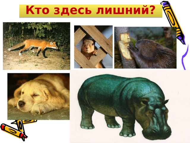 Кто здесь лишний? 