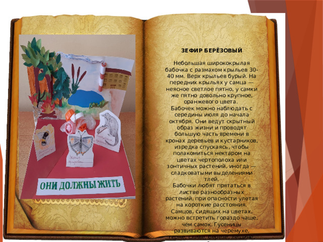 ЗЕФИР БЕРЁЗОВЫЙ Небольшая ширококрылая бабочка с размахом крыльев 30-40 мм. Верх крыльев бурый. На передних крыльях у самца — неясное светлое пятно, у самки же пятно довольно крупное, оранжевого цвета. Бабочек можно наблюдать с середины июля до начала октября. Они ведут скрытный образ жизни и проводят большую часть времени в кронах деревьев и кустарников, изредка спускаясь, чтобы полакомиться нектаром на цветах чертополоха или зонтичных растений, иногда — сладковатыми выделениями тлей. Бабочки любят прятаться в листве разнообразных растений, при опасности улетая на короткие расстояния. Самцов, сидящих на цветах, можно встретить гораздо чаще, чем самок. Гусеницы развиваются на черемухе, терне, сливе, березе, лещине, рябине.  